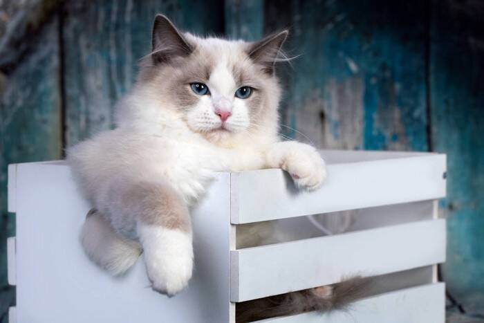 『変わった特徴を持つ猫種』3選　見た目だけでなく、他の猫にはない行動をする品種も