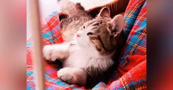 寒い夜、玄関前に『突然現れて鳴き叫んでいた猫』を保護→８年後……感動のビフォーアフターに「素敵な出会い」「本当に良かった」とSNSで反響