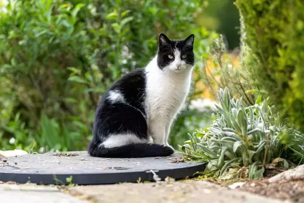 秋から冬のカナディアンロッキーを5ヵ月間生き延びた迷子猫　長旅をへて家族の元へ　