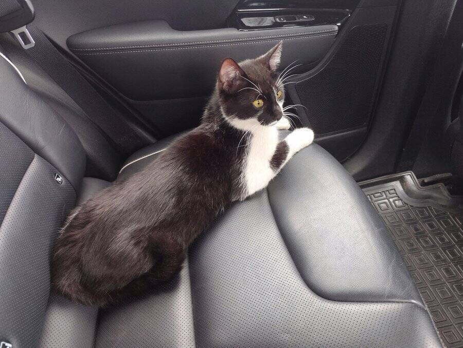 秋から冬のカナディアンロッキーを5ヵ月間生き延びた迷子猫　長旅をへて家族の元へ　