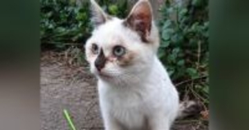 寒い時期に外で暮らしていた『ほぼ白色だった子猫』→保護されて６年…見違えるビフォーアフターに「日焼けしたのかな」「幸せになったね」の声