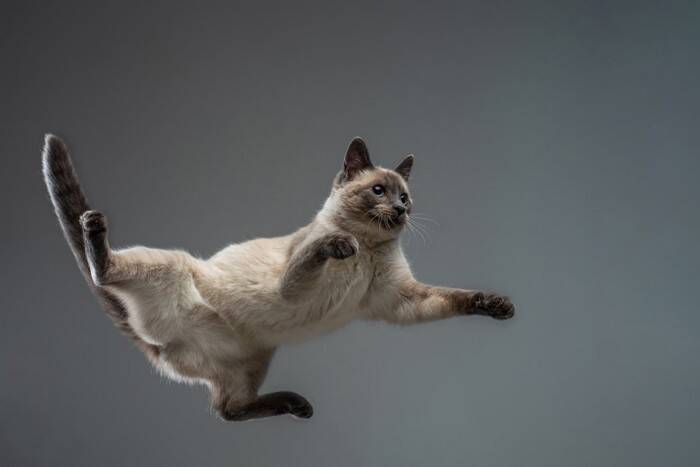 猫の『足裏の毛』は伸びたままではいけない？整えるべき理由やお手入れのポイント