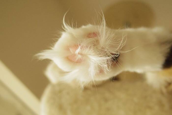 猫の『足裏の毛』は伸びたままではいけない？整えるべき理由やお手入れのポイント