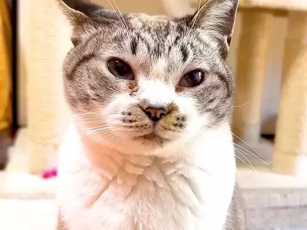 寒い日、猫がコタツを出してほしい様子で…想像以上に『プレッシャーをかける光景』に「圧がすごいｗ」「わかりやすくて可愛らしい」と反響