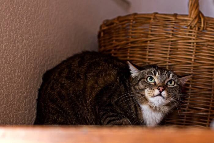 猫を『抱っこ好き』に育てるためのコツ4つ　避けるべき行為や正しい抱き方までご紹介