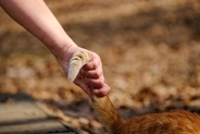 『猫ふんじゃった症候群』になると表れる症状3つ　発症する原因から取るべき対処法まで解説