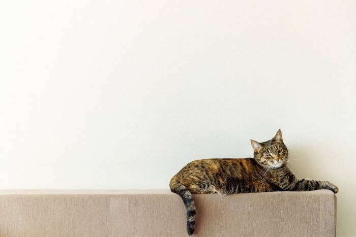 『猫ふんじゃった症候群』になると表れる症状3つ　発症する原因から取るべき対処法まで解説