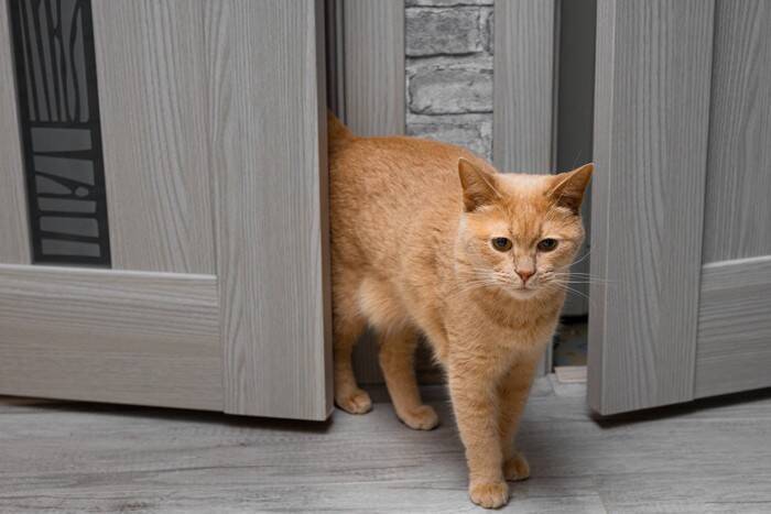 『猫ふんじゃった症候群』になると表れる症状3つ　発症する原因から取るべき対処法まで解説