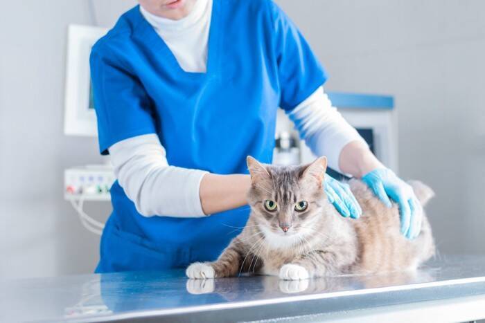 『猫ふんじゃった症候群』になると表れる症状3つ　発症する原因から取るべき対処法まで解説