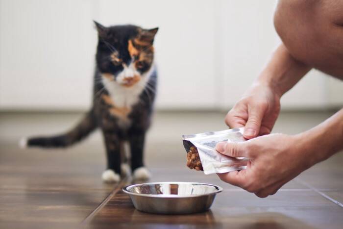 猫の命を守る『非常用持ち出し袋』に欠かせないもの5つ　必要となる理由や災害時の使い道