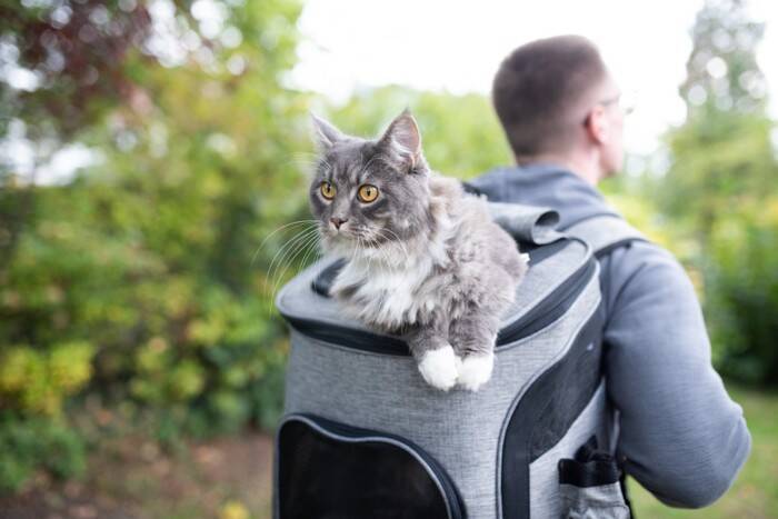 猫の命を守る『非常用持ち出し袋』に欠かせないもの5つ　必要となる理由や災害時の使い道