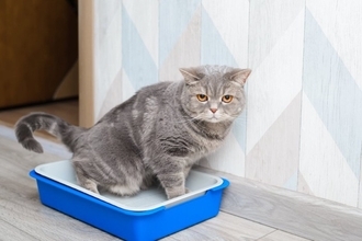 猫の『排泄中』に表れたら危険なサイン5選　病気の可能性から見逃せないポイントまで