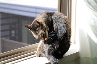 猫が『愛情不足』になっているサイン5選　どのように解消すればいいの？改善策もご紹介