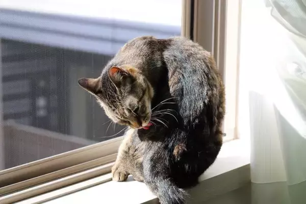 猫が『愛情不足』になっているサイン5選　どのように解消すればいいの？改善策もご紹介
