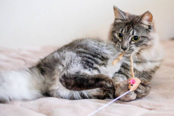 猫が『愛情不足』になっているサイン5選　どのように解消すればいいの？改善策もご紹介