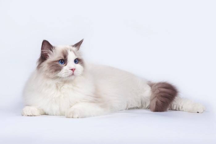 『日本で人気の高い猫種』5選　それぞれの魅力も解説！愛されているのには理由がある？