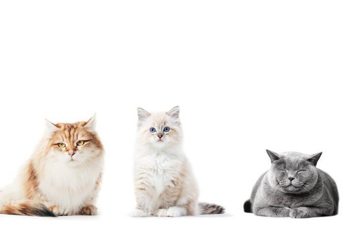 『日本で人気の高い猫種』5選　それぞれの魅力も解説！愛されているのには理由がある？