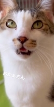 『しゃべれる猫』と会話してみた結果…"完璧すぎる日本語"にネットも困惑 27万再生「お母さんて言ってる⁉️」「会話が家族のそれｗ」