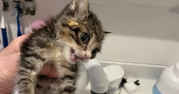 納豆にダイブした子猫を『お風呂で洗った』結果…思わず爆笑の『ビフォーアフター』が76万再生「ドビーみたいｗｗ」「左手が泳いでるｗ」