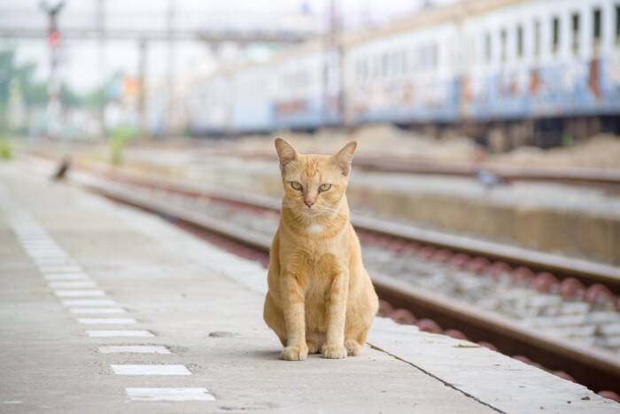 猫を『新幹線』に乗せるときに注意すべきこと4つ　乗車規定や費用、守るべきマナーまで