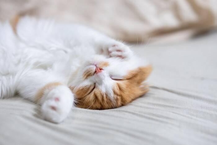 猫が『バンザイ』したまま寝るときの理由4つ　リラックスできているの？考えられる心理とは
