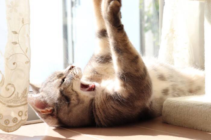 猫が『バンザイ』したまま寝るときの理由4つ　リラックスできているの？考えられる心理とは