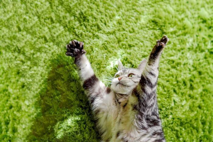 猫が『バンザイ』したまま寝るときの理由4つ　リラックスできているの？考えられる心理とは