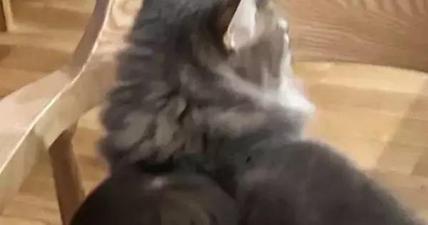 猫と一緒に育った赤ちゃん→『猫流のあいさつ』を覚えた結果…あまりにも素敵な『尊い瞬間』に11万いいね「全てがかわいい」「キュンときた」