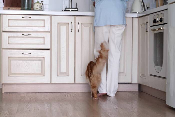 猫が人や物に『スリスリ』しているときの心理3つ　実はさまざまな意味が込められている？