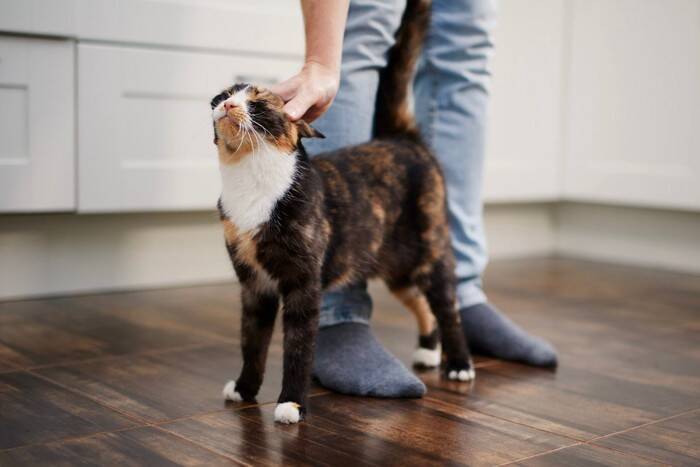 猫が人や物に『スリスリ』しているときの心理3つ　実はさまざまな意味が込められている？