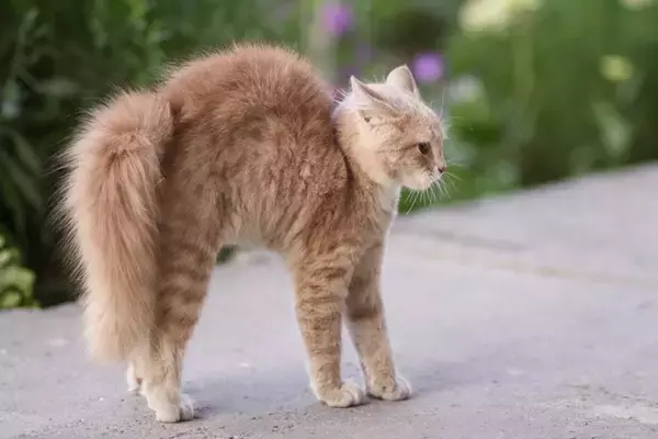 猫が『やんのかステップ』するときの理由3つ　威嚇しているの？考えられる心理も解説