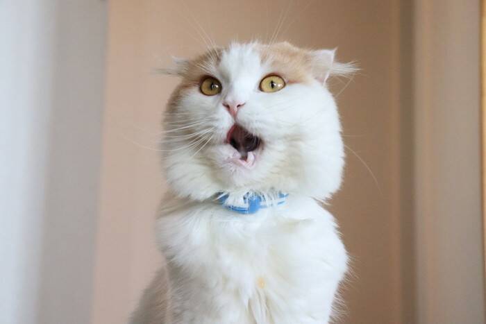 猫が『やんのかステップ』するときの理由3つ　威嚇しているの？考えられる心理も解説