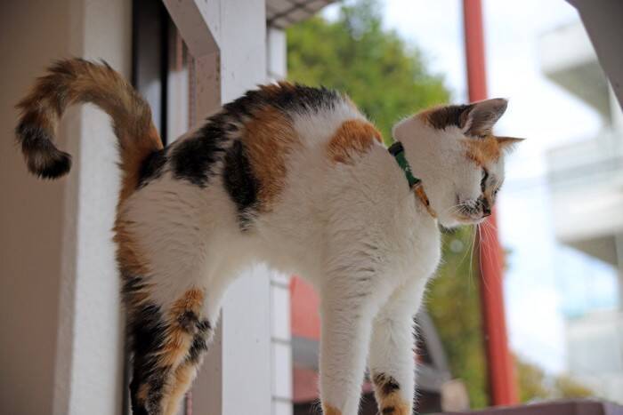 猫が『やんのかステップ』するときの理由3つ　威嚇しているの？考えられる心理も解説