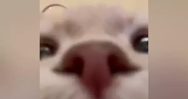 フォルダに入っていた『謎の撮影データ』→再生してみたら、愛猫が…「キモい声出たｗ」「可愛すぎて笑った」まさかの光景が240万表示