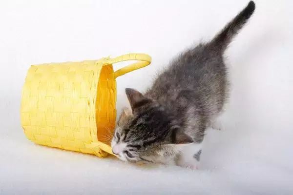 猫がわざわざ『ダメなことをやる』ときの心理3選　なぜ繰り返すの？改善策もご紹介