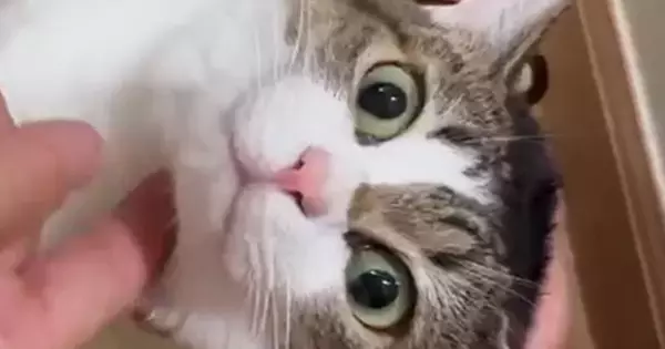連休中、遊びにきたお客さんに囲まれた猫…思わず笑顔になる『おもてなしの光景』が38万表示「触診みたいｗ」「苦しゅうにゃい」