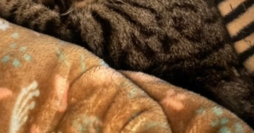お父さんといっしょに眠る猫→『おてて』に注目すると…可愛すぎる光景に1万いいね「ヤキモチ妬いちゃうね」「うらやましいｗ」