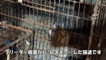 劣悪な環境で『繁殖のためだけに生きてきた猫たち』が助け出された結果…初めての日光浴に涙が止まらないと33万再生「号泣した」「ありがとう」