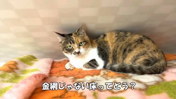 劣悪な環境で『繁殖のためだけに生きてきた猫たち』が助け出された結果…初めての日光浴に涙が止まらないと33万再生「号泣した」「ありがとう」