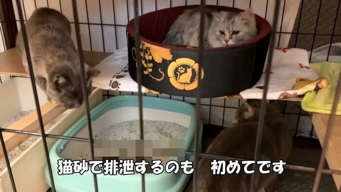 劣悪な環境で『繁殖のためだけに生きてきた猫たち』が助け出された結果…初めての日光浴に涙が止まらないと33万再生「号泣した」「ありがとう」