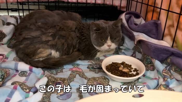 劣悪な環境で『繁殖のためだけに生きてきた猫たち』が助け出された結果…初めての日光浴に涙が止まらないと33万再生「号泣した」「ありがとう」
