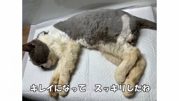 劣悪な環境で『繁殖のためだけに生きてきた猫たち』が助け出された結果…初めての日光浴に涙が止まらないと33万再生「号泣した」「ありがとう」