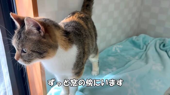 劣悪な環境で『繁殖のためだけに生きてきた猫たち』が助け出された結果…初めての日光浴に涙が止まらないと33万再生「号泣した」「ありがとう」