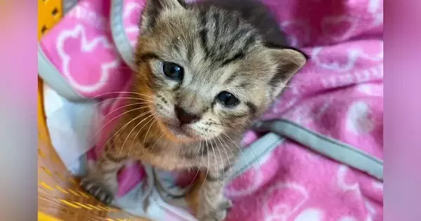 田んぼで『孤独に鳴いていた子猫』→連れて帰って愛情を注ぐと…現在の様子に「見事に仕上がったｗ」「立派になったねｗ」とSNSで反響