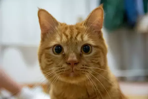 猫が『舌打ち』に反応を示す理由3つ　実は特別な意味があった？注意点も解説