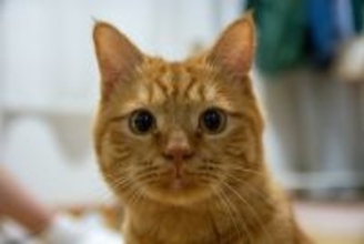 猫が『舌打ち』に反応を示す理由3つ　実は特別な意味があった？注意点も解説