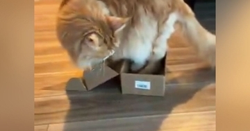 絶対に入れなさそうな『小さな箱』に挑戦するネコ…一生懸命な様子に笑ってしまう人が続出「困ってるように見えるｗ」「無理でしょｗ」