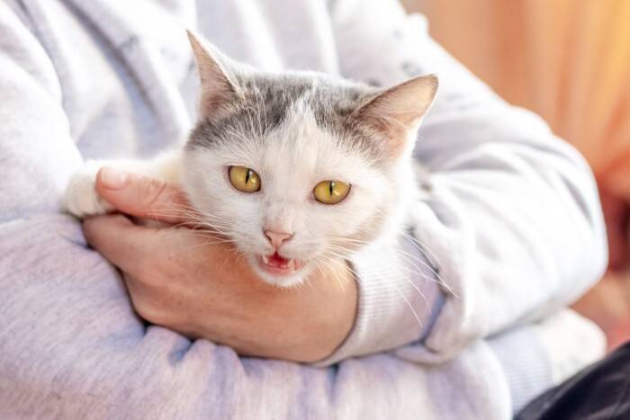 猫が『高い声で鳴く』ときの理由3つ　込められている意味や接し方のコツを解説