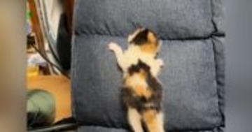 まだ目も開いていない赤ちゃん猫が『椅子の背もたれ』で…思わず応援したくなる光景が10万再生「しっぽがたまらん」「めっちゃ可愛い」