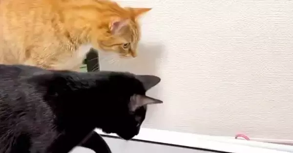 2匹の猫が『警戒していたもの』とは……『まさかの光景』に笑ってしまうと８万いいね「何に見えてるんだろｗ」「びっくりしてるの可愛いｗ」